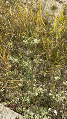 Melilotus albus
