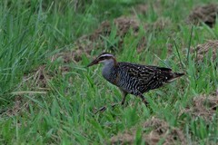 Gallirallus philippensis