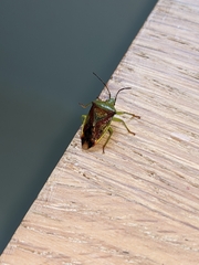 Elasmostethus interstinctus