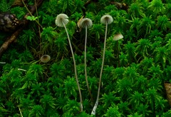 Mycena galopus