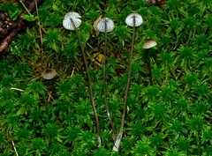 Mycena galopus