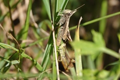 Chorthippus apricarius