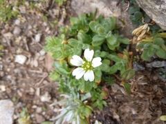 Cerastium alpinum