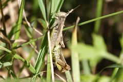 Chorthippus apricarius