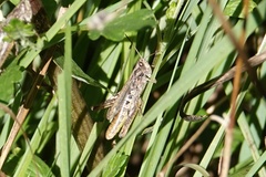 Chorthippus apricarius