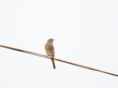 Phoenicurus auroreus