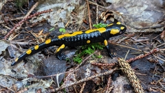 Salamandra salamandra