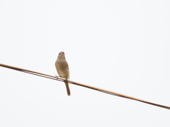 Phoenicurus auroreus