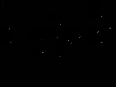 Arachnocampa luminosa