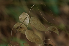 Lunaria annua