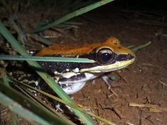 Hydrophylax bahuvistara