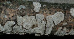 Dentocorticium portoricense