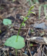 Acianthus sinclairii