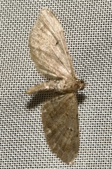 Eupithecia absinthiata