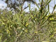 Myoporum