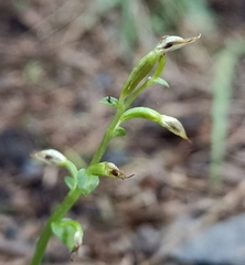 Acianthus sinclairii