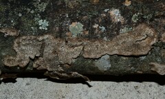 Dentocorticium portoricense
