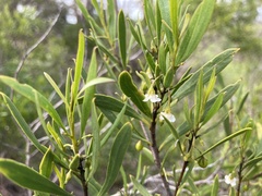 Myoporum