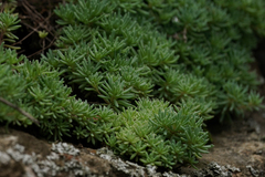 Saxifragales