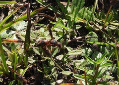 Pachodynerus erynnis