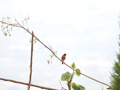 Phoenicurus auroreus