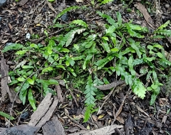 Notogrammitis heterophylla