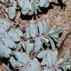 Euphorbia peplis