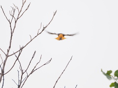 Phoenicurus auroreus