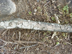 Dentocorticium portoricense