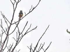 Phoenicurus auroreus