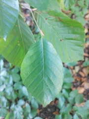 Fagus sylvatica
