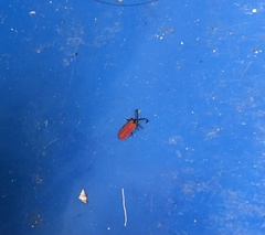 Dictyoptera