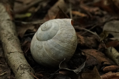 Helix pomatia