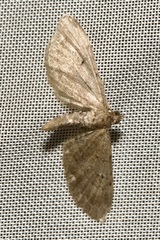 Eupithecia absinthiata
