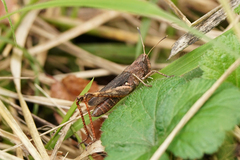 Gomphocerippus rufus