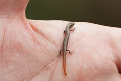 Ablepharus kitaibelii