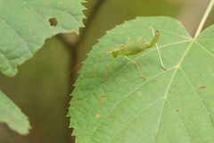 Leptophyes laticauda