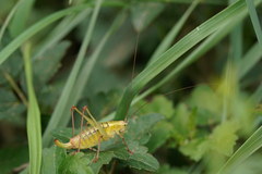 Poecilimon thoracicus