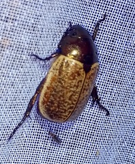 Callistethus cupricollis