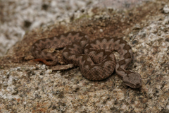 Vipera ammodytes