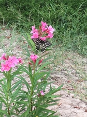 Pharmacophagus antenor