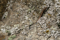 Ablepharus kitaibelii