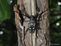 Batocera rubus