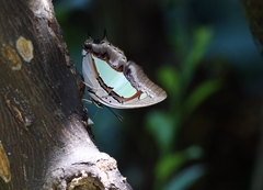 Polyura athamas