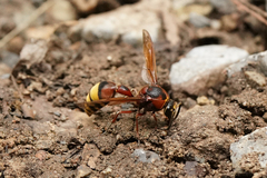 Delta unguiculatum