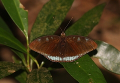 Tanaecia whiteheadi