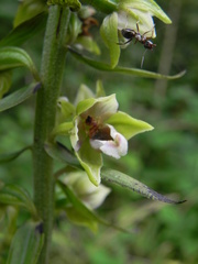 Epipactis helleborine