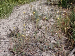 Bulbine semibarbata