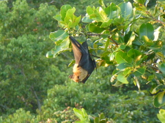 Pteropus seychellensis