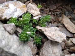 Sedum alpestre